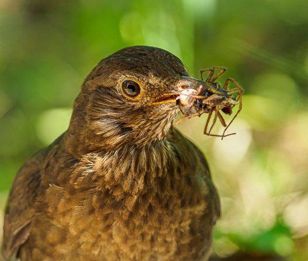 Vögel 2020_2745.jpg