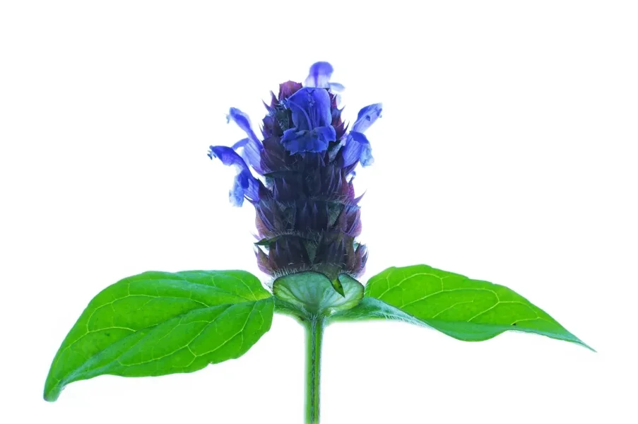 PrunellavulgarisSL2L60MacroMIKO_1000x665.webp