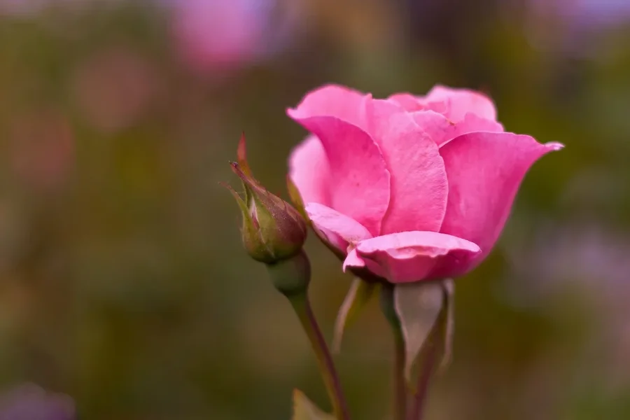 2020-06-30_BLUMEN_DSC9979.jpg
