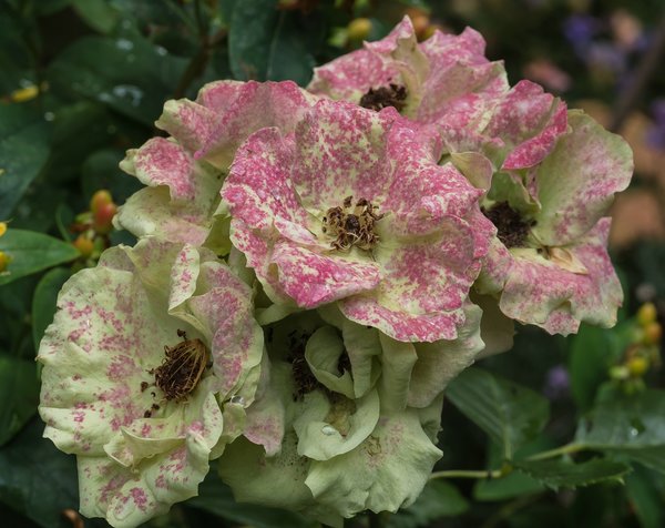 2020 GA FOP7020168.jpg