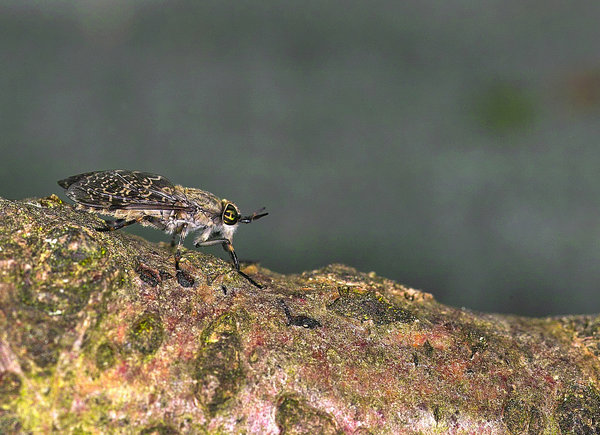 IMG14328-b.jpg
