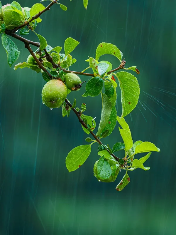 Garten 2020_605.webp