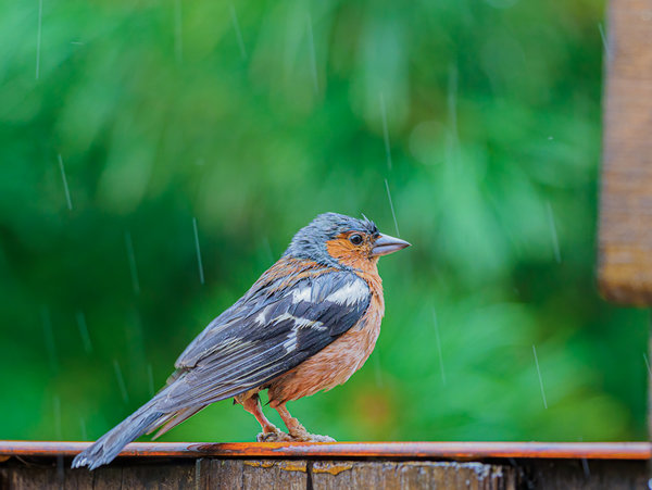 Vögel 2020_2839.jpg