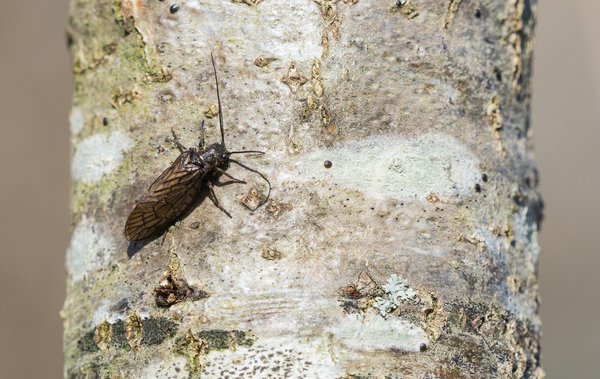 HML2020 April foP4175558.jpg