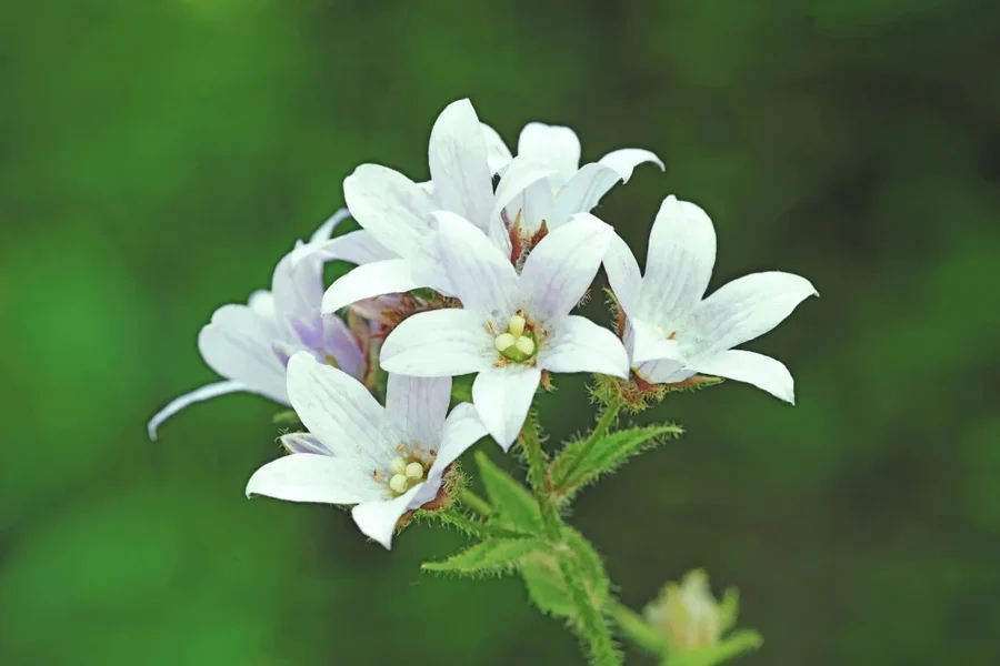 Capanula tracheliumNesselblättrigeGlockenblumeSL2CMac180MANBE_998x666.webp