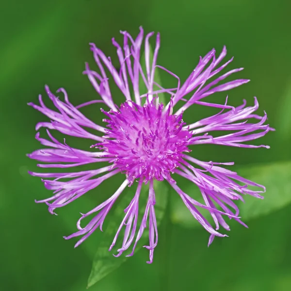WiesenflockenblumeCentaurea jaceaSL2CMac180Kenko,1,4MANBEENDVERSIONQUADRATKLEIN.webp