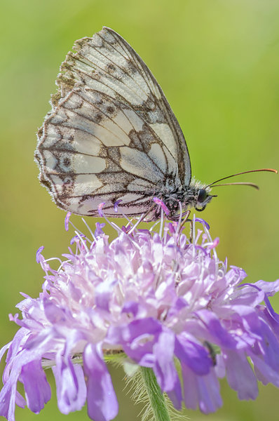 20200704-IMGP3287 Kleinziegenfeld.JPG