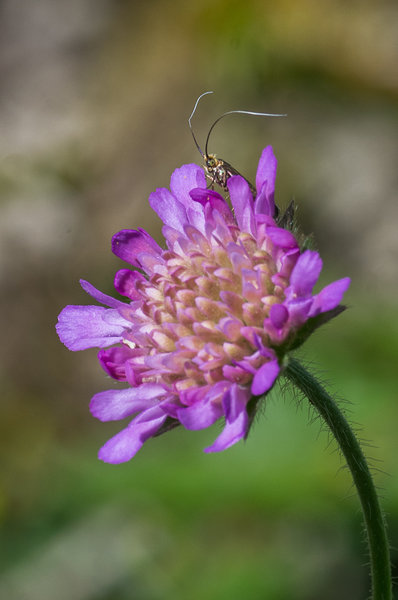 20200704-IMGP3254 Kleinziegenfeld.JPG