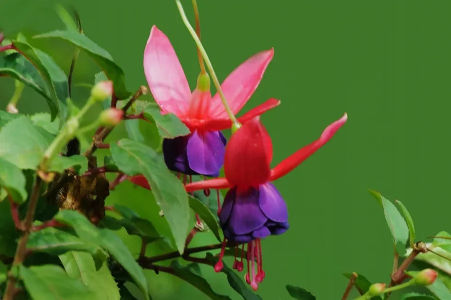 FuchsienBlütedoppeltFuchsialatSL2C,ac180plusKenko1,4FIN_999x666.webp