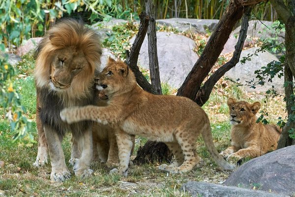 2020-07-06_ZOO-LE_LÖWEN_DSC0024.jpg