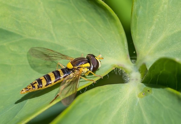 2020 GA FOP7070015-Bearbeitet.jpg