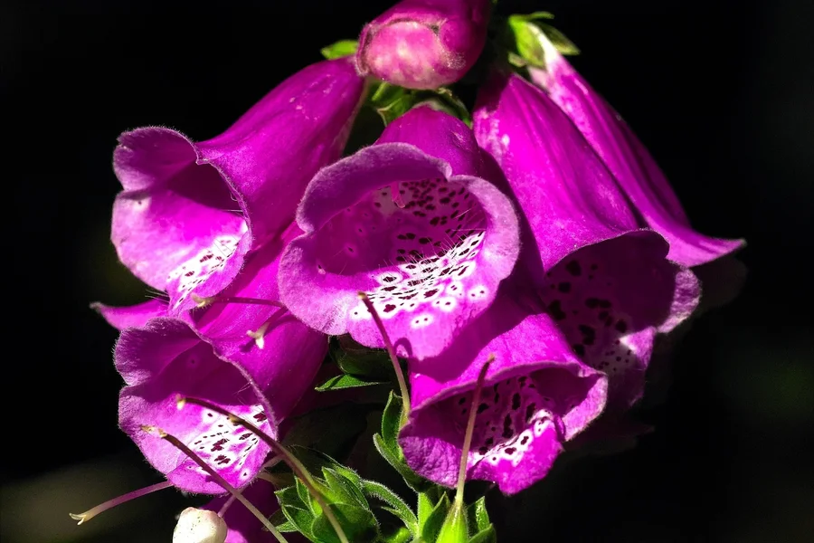 IMG17245-a.webp