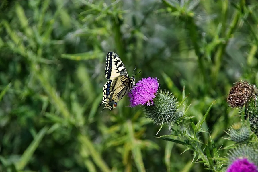IMG16890-a.webp
