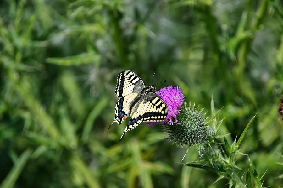 IMG16891-a.webp