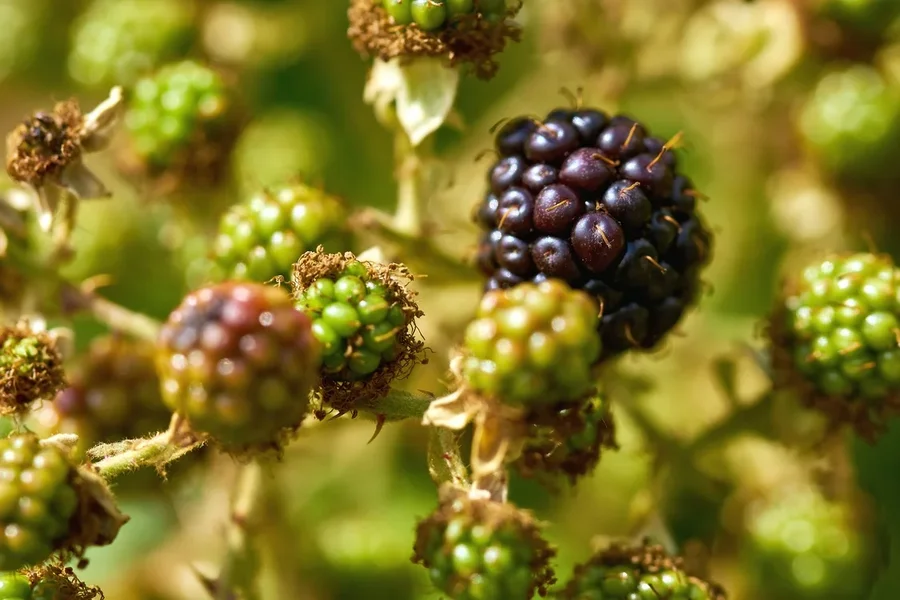 2020-07-12_BLUMEN_DSC0360.webp