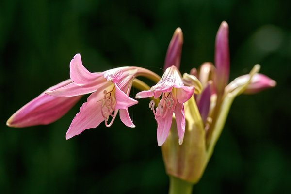 2020-07-12_BLUMEN_BIENEN_DSC0410.jpg