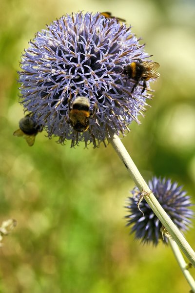 2020-07-12_BLUMEN_BIENEN_DSC0449.jpg