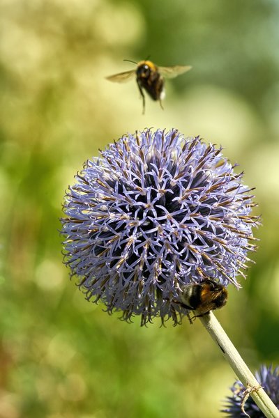 2020-07-12_BLUMEN_BIENEN_DSC0452.jpg