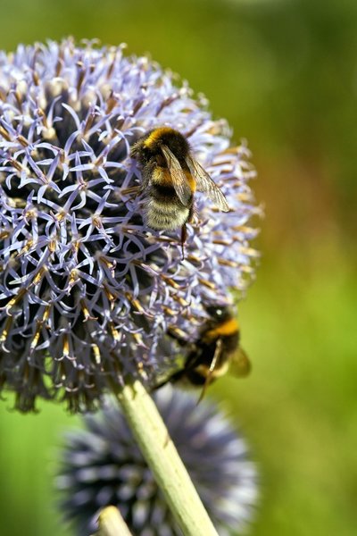 2020-07-12_BLUMEN_BIENEN_DSC0453.jpg