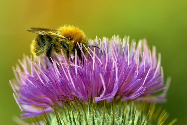 2020-07-12_BLUMEN_BIENEN_DSC0495.jpg