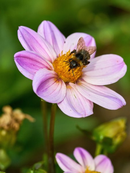 2020-07-12_BLUMEN_BIENEN_DSC0393.jpg
