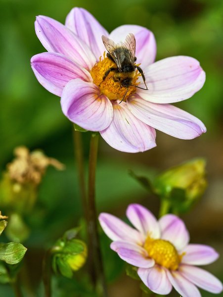 2020-07-12_BLUMEN_BIENEN_DSC0395.jpg