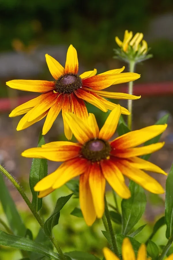 2020-07-12_BLUMEN_BIENEN_DSC0418.webp