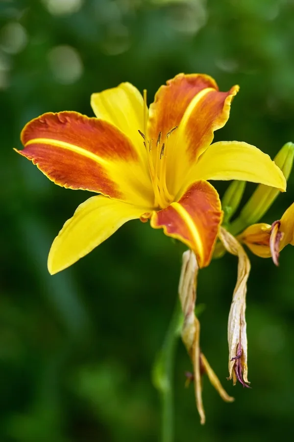 2020-07-12_BLUMEN_BIENEN_DSC0435.webp
