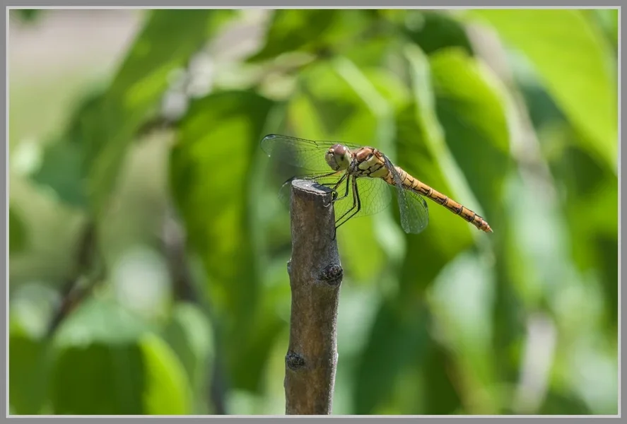 _DMA0303_DxO.webp