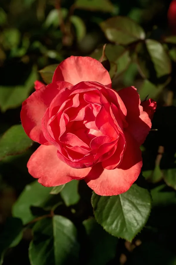 2020-07-13_BLUMEN_K202007.webp