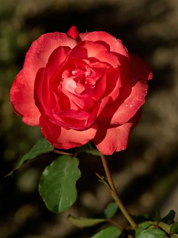 2020-07-13_BLUMEN_K202013.webp