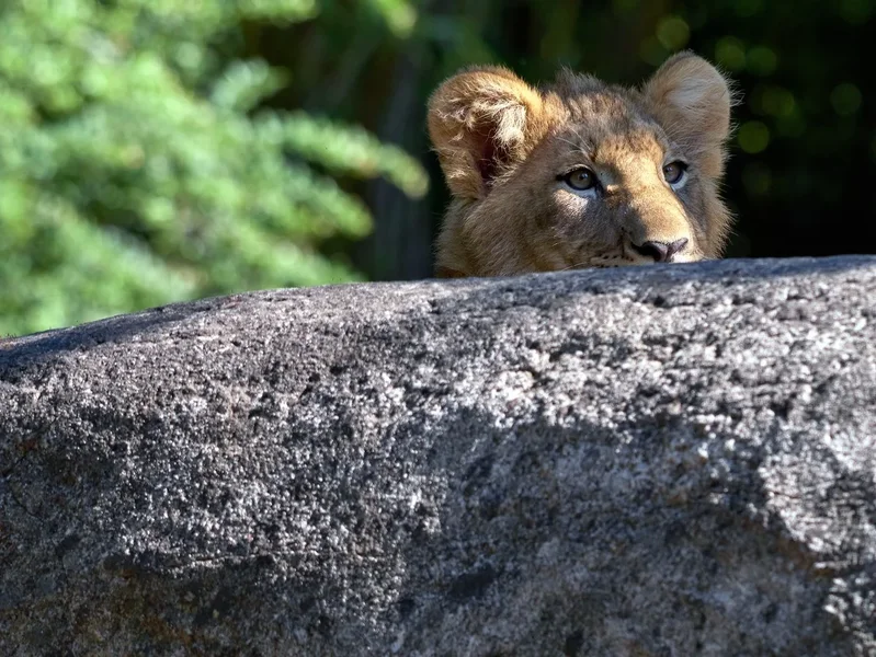 2020-07-14_ZOO-LE_8270091.webp