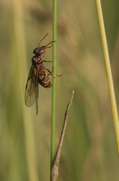 2020 HOMO FOP7130049.jpg