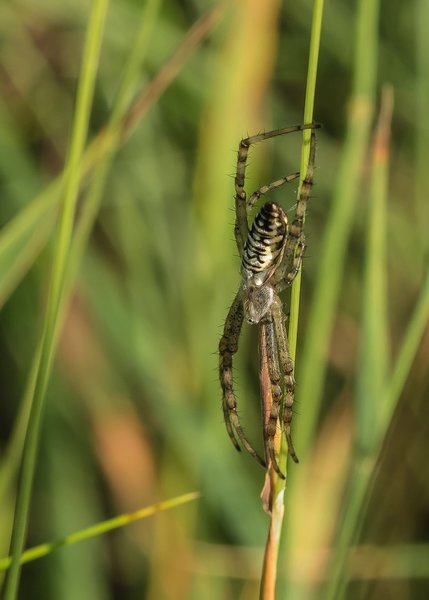 2020 HOMO FOP7130055.jpg