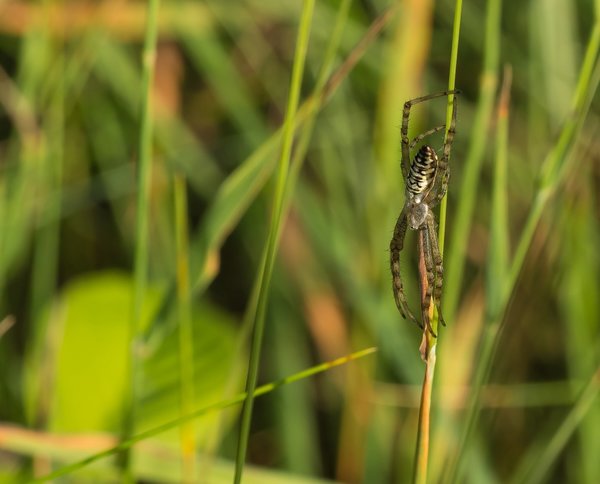 2020 HOMO FOP7130056.jpg