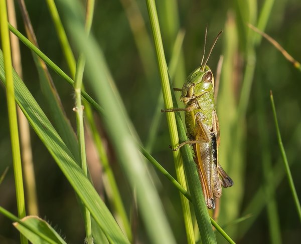 2020 HOMO FOP7130062.jpg