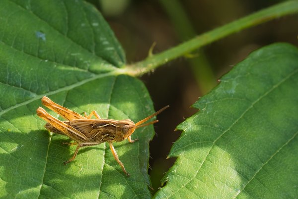 2020 HOMO FOP7130109.jpg