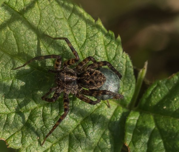 2020 HOMO FOP7130036.jpg