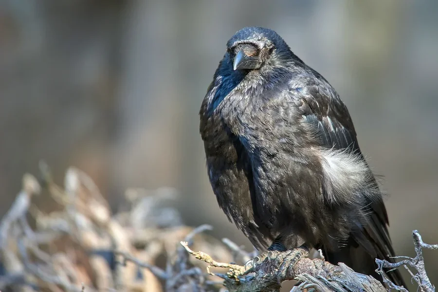 2020-07-14_ZOO-LE_VOGEL_DSC3565.webp
