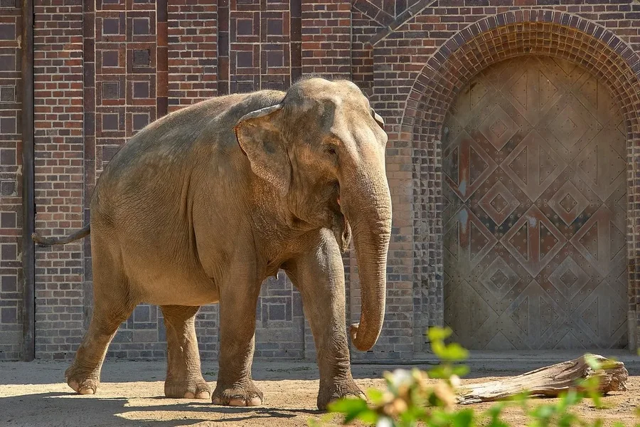 2020-07-14_ZOO-LE_ELEFANTEN_DSC3625.webp