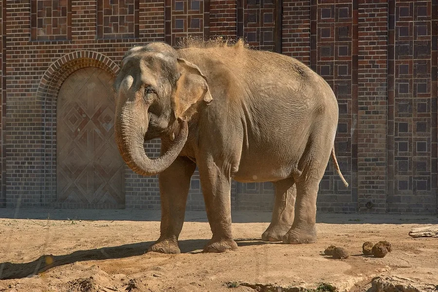 2020-07-14_ZOO-LE_ELEFANTEN_DSC3709.webp