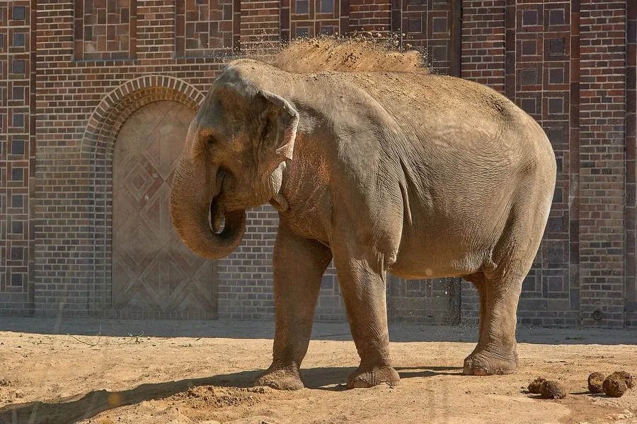2020-07-14_ZOO-LE_ELEFANTEN_DSC3728.webp