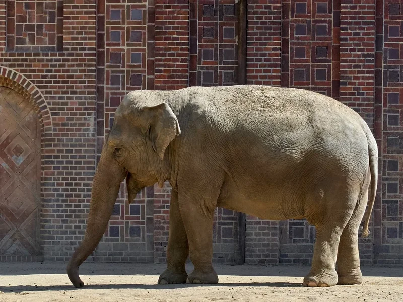 2020-07-06_ZOO-LE_ELEFANTEN_1060942.webp
