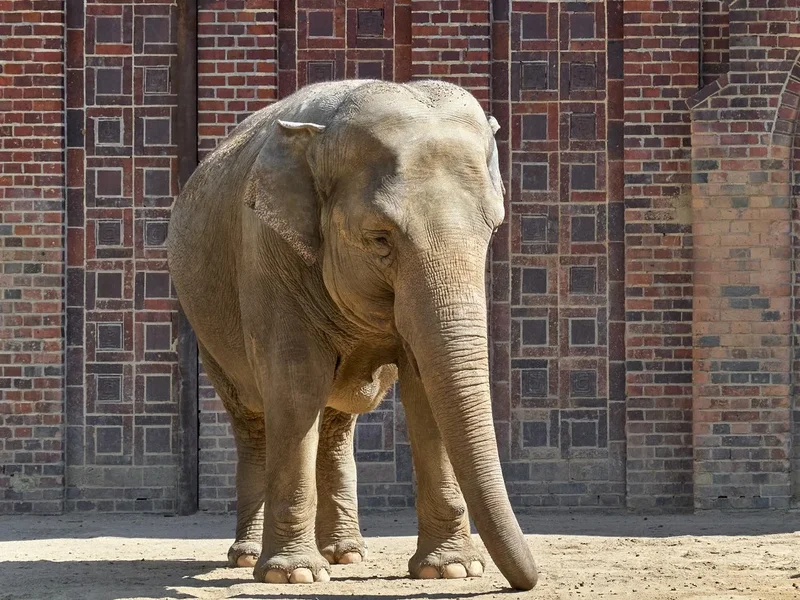 2020-07-06_ZOO-LE_ELEFANTEN_1060969.webp