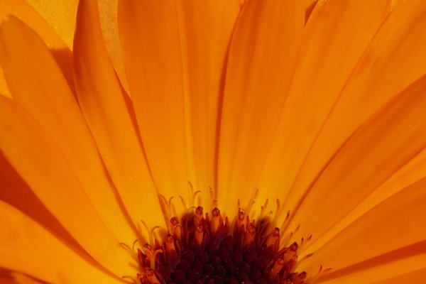 RingelblumeorangeSL2CMac180Kenko1,4SUNRISE_999x666.jpg