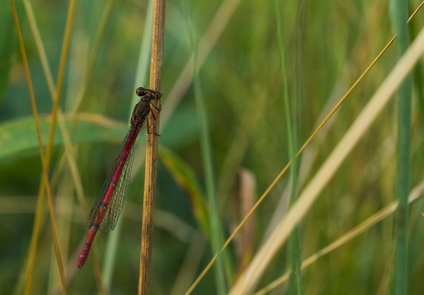 2020 HOMO FOP7130113.jpg