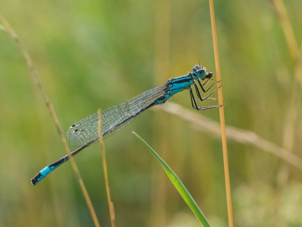 2020 HOMO FOP7130125.jpg