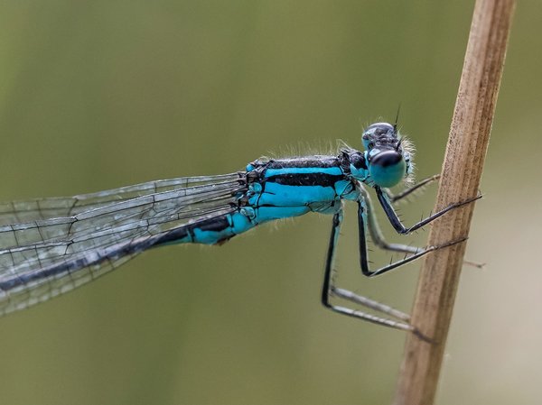 2020 HOMO FOP7130207.jpg