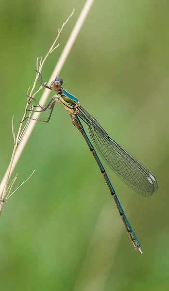 2020 HOMO FOP7130496-Bearbeitet.jpg