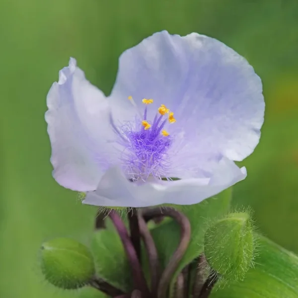 BlassblaueBlütemUmfeldSL2CMac180KenkoURSPRUNGTILIQUADRATENDVERSIONJakobsleiterunsicher_666x666.webp